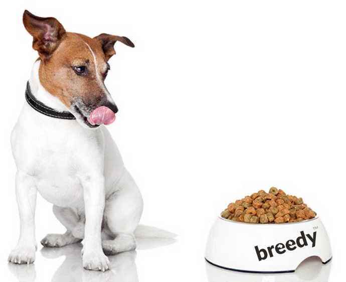 Regular vs. Grain-Free Dog Food: Which is Right for Your Dog?