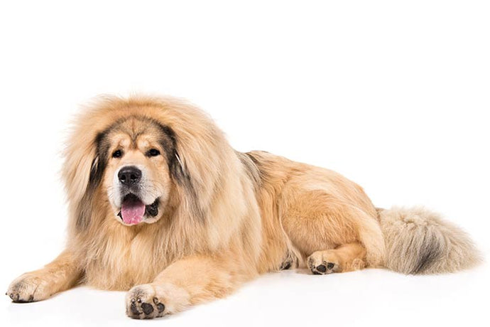 15 Facts About Tibetan Mastiffs Which Will Fascinate You To Have One