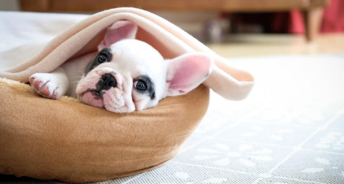 5 Things You Need to Know Before Bringing Home a French Bulldog