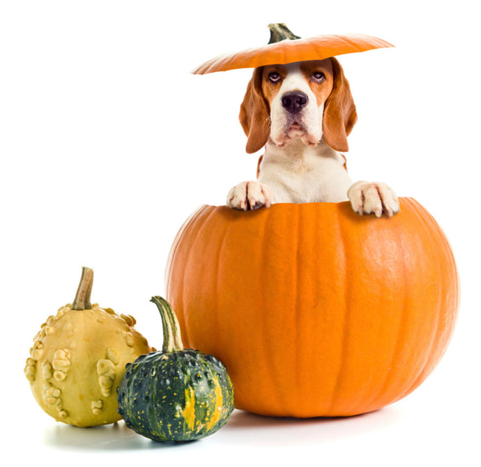 5 Great Benefits of Pumpkin For Dogs