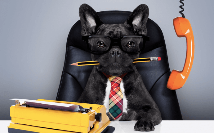 15 Reasons Why Having a Dog in the Office is the Best Idea Ever