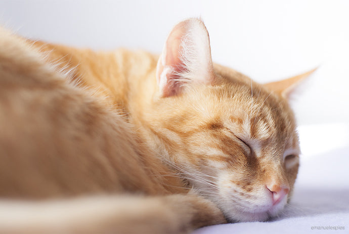 7 Facts About Your Cat’s Sleeping Habits