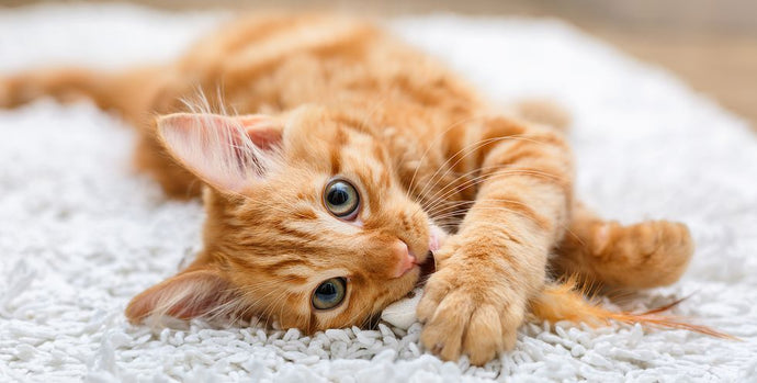 50+ of the Cutest Cat Names for Every Type of Kitten
