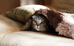 14 Fun Facts about Cats
