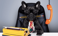 15 Reasons Why Having a Dog in the Office is the Best Idea Ever