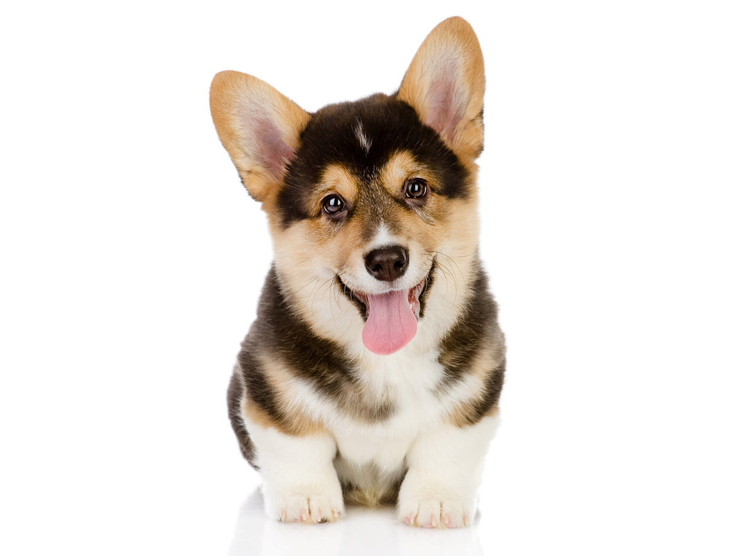 breedyshop,.com | Breedy - Pamper Your Pet | Dog Cat & Equestrian Food Supplies Products DOG SHOP