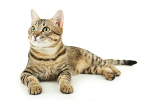 breedyshop,.com | Breedy - Pamper Your Pet | Dog Cat & Equestrian Food Supplies Products CAT SHOP